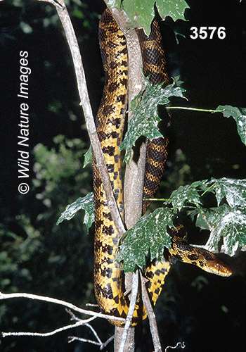 Fox Snake (Elaphe vulpina)